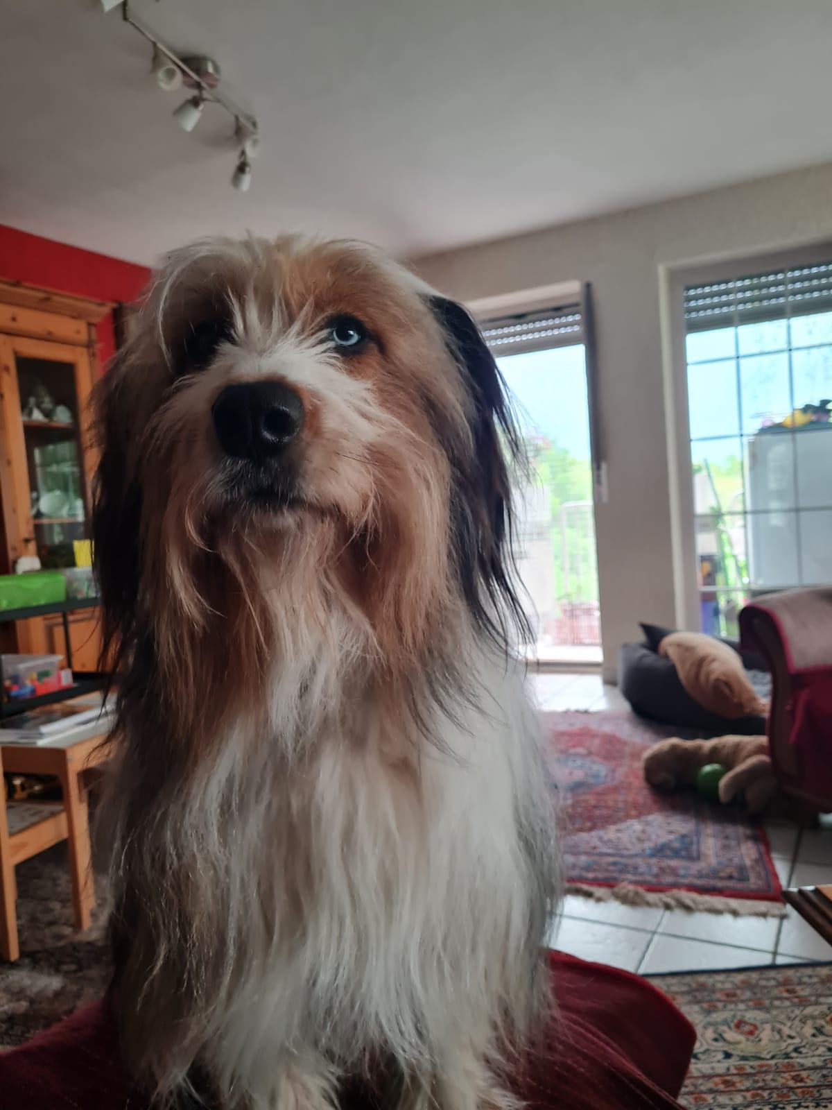 Wäller von der Straubenhalde